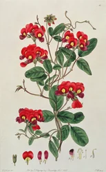 Słodki groszek: Lathyrus odoratus (Kennedya coccinea) z `Flora Australasica